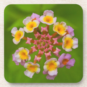Indonesian Flower Hard Plastic Coasters (set of 6)