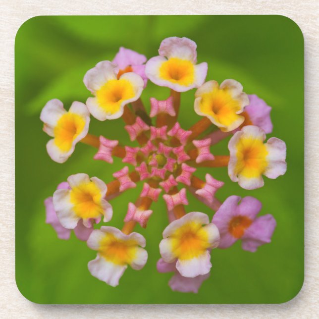 Indonesian Flower Hard Plastic Coasters (set of 6) (Front)