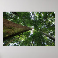 Indonesian rainforest