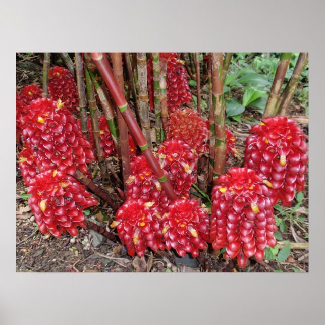 Indonesian Wax Ginger Poster (Front)