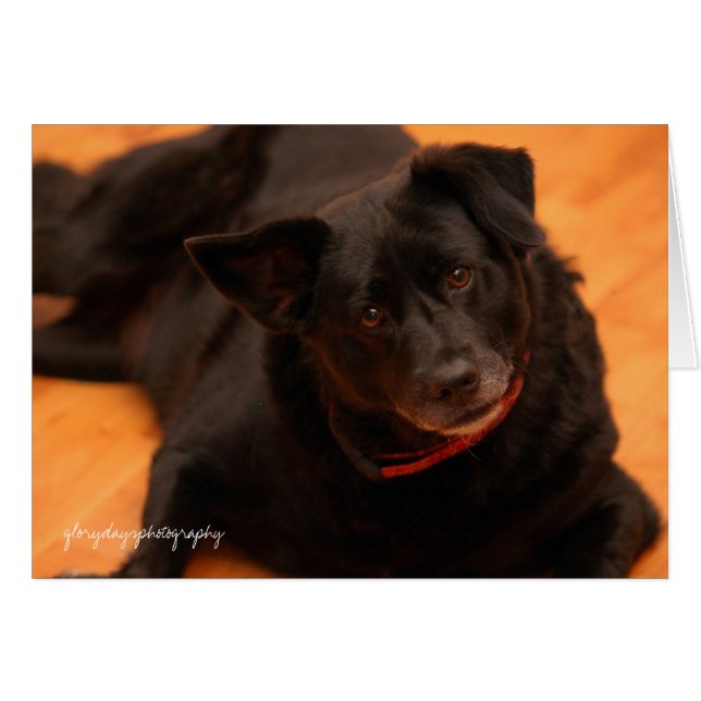 indy, glorydaysphotography (Front Horizontal)