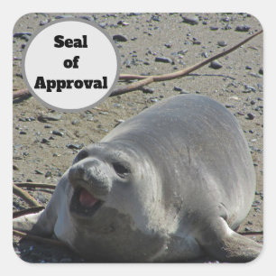 Inexpensive Seal of Approval Elephant Seal Photo