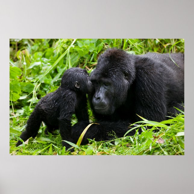 Infant Mountain Gorilla Kisses Silverback Gorilla Poster (Front)