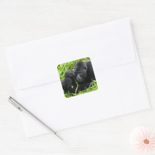 Infant Mountain Gorilla Kisses Silverback Gorilla Square Sticker