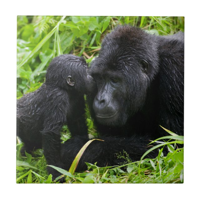 Infant Mountain Gorilla Kisses Silverback Gorilla Tile (Front)