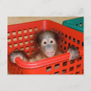 Infant Orangutan in Nursery Postcard
