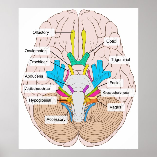 Inferior View of Cranial Nerves in the Human Brain Poster (Front)