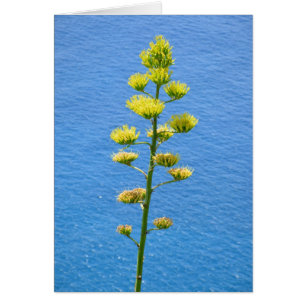 Inflorescence of Agave plant.