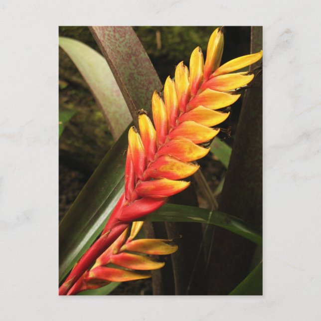 "Inflorescence of Vriesea bromelia" postcard (Front)