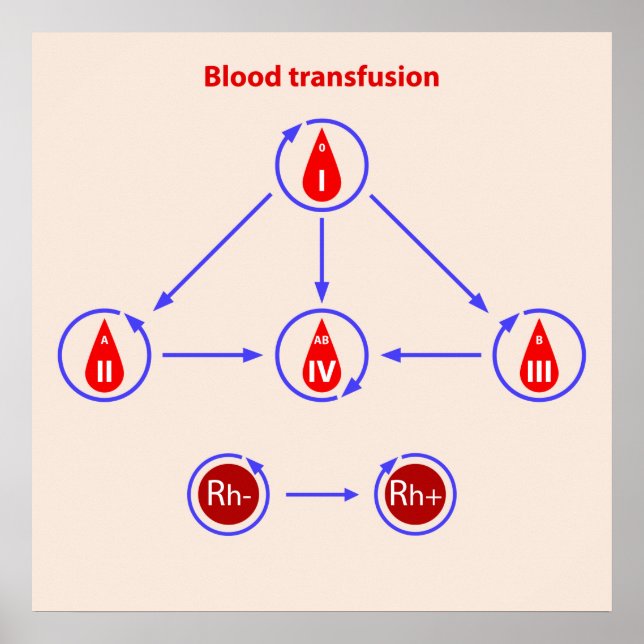 infographic blood transfer poster (Front)