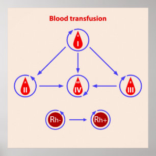 infographic blood transfusion poster