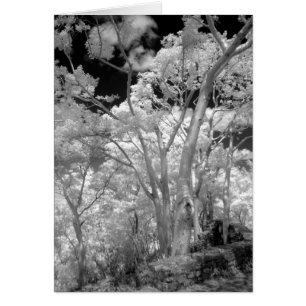 Infra red of trees buildings and trails in Las 2