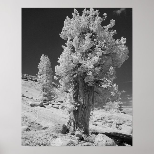 Infrared photo in East side of Yosemite National Poster (Front)