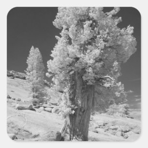 Infrared photo in East side of Yosemite National Square Sticker