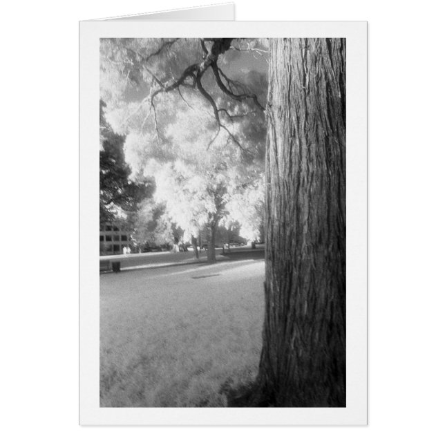 Infrared Tree with border (Front)