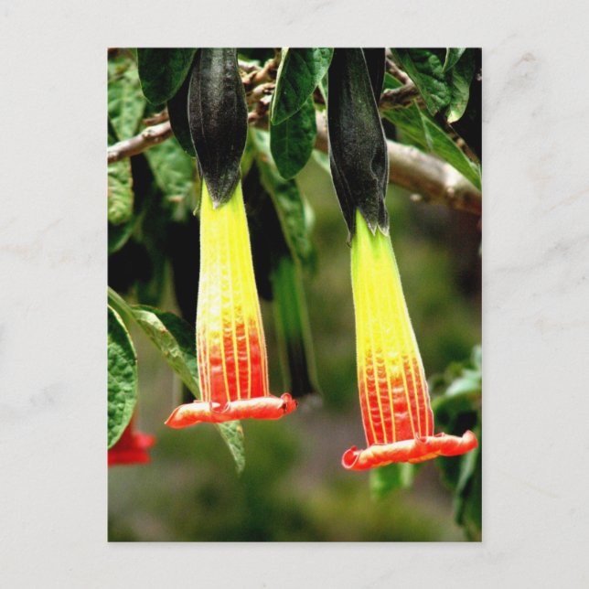 Ingapirca Inca ruins, Ecuador Postcard (Front)