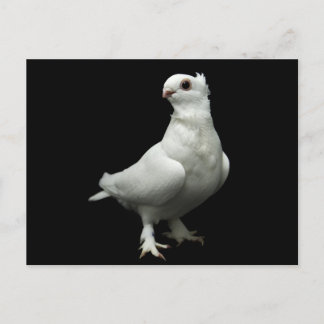 Inglizi Pigeon Postcard