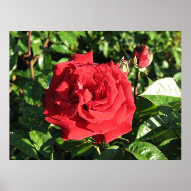 Ingrid Bergman Hybrid Tea Rose 032 Poster (Front)