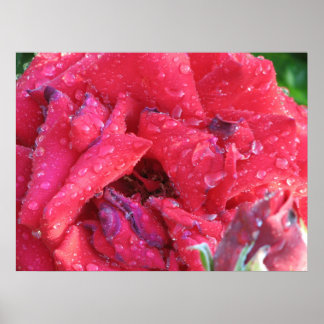 Ingrid Bergman Hybrid Tea Rose 038 Poster