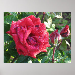 Ingrid Bergman Hybrid Tea Rose and Buds 036 Poster