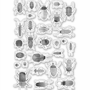 Ink Bug and Beetle Insect