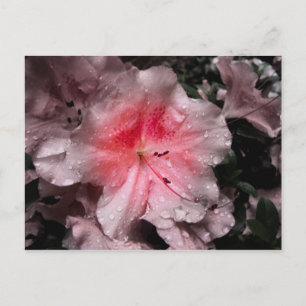 Inner Glow Postcard