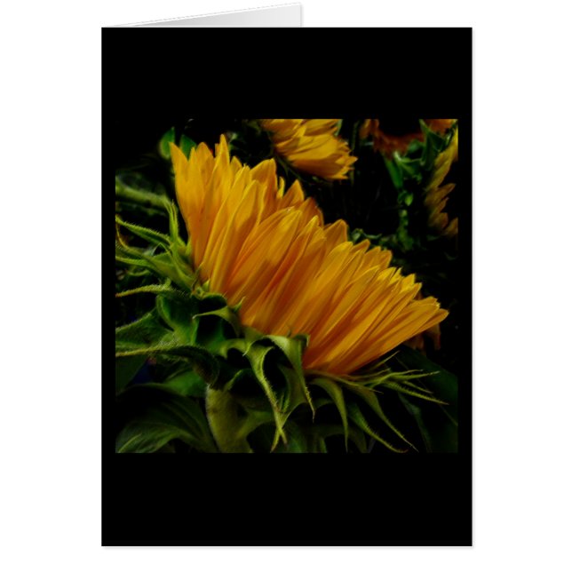 Inner Harbour Sunflower (Front)