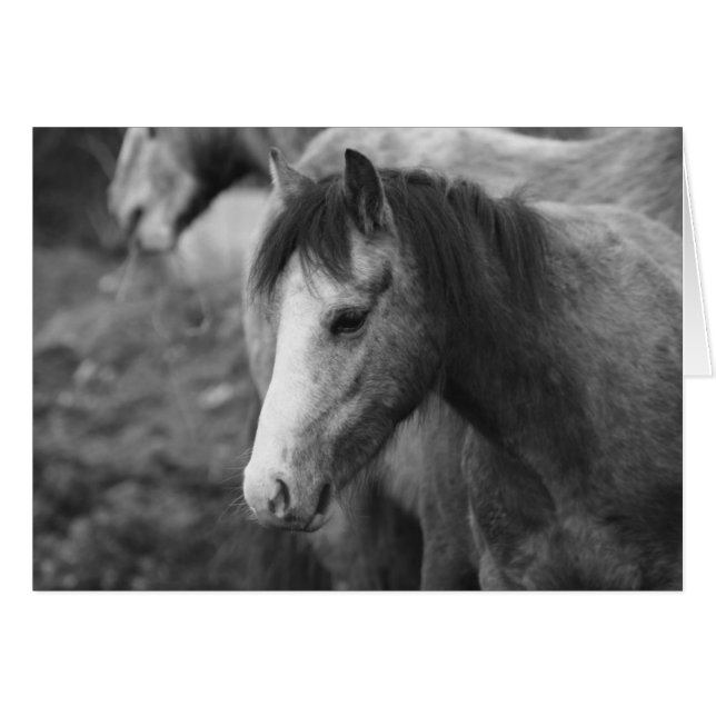 Innocence by CatMac (Front Horizontal)