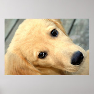 Innocent Abby Poster