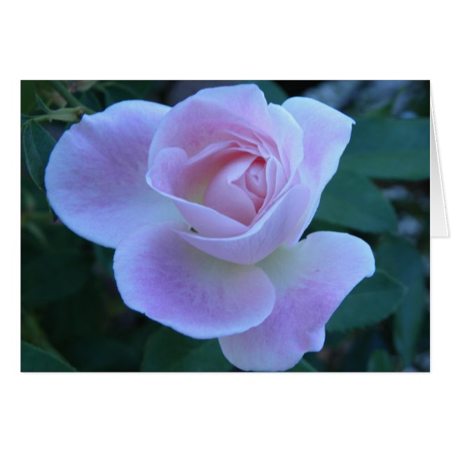 Innocent blush (Front Horizontal)