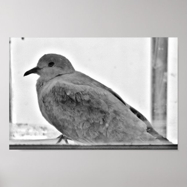 Innocent Dove Poster (Front)