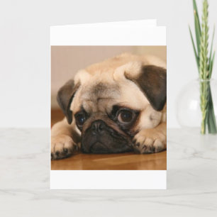 " Innocent " Pug Card