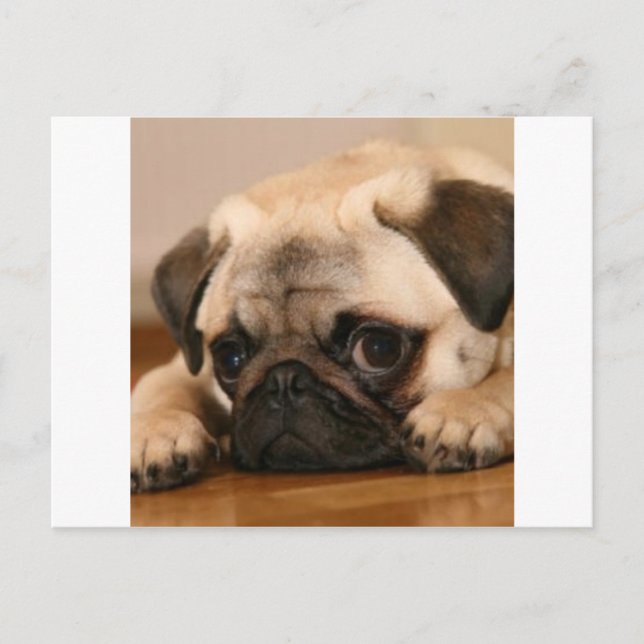 " Innocent " Pug Postcard (Front)