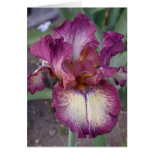 "Innocent Star" Iris Card - Blank