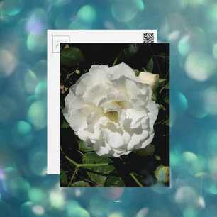 Innocent White Rose Postcard