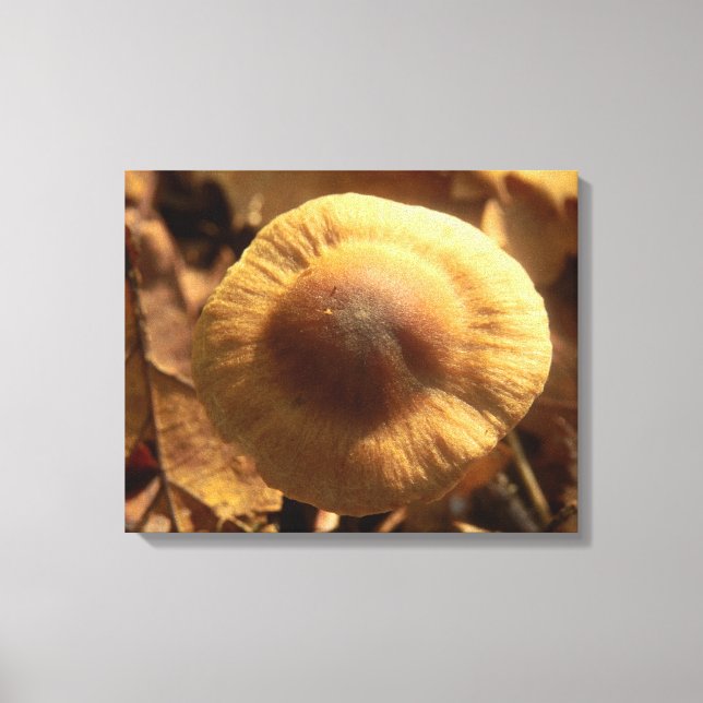 Inocybe napipes Mushroom Canvas Print (Front)
