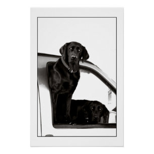 Inquisitive Black Labs Poster