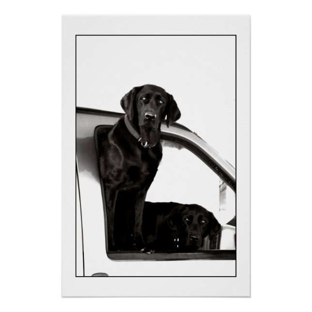 Inquisitive Black Labs Poster (Front)
