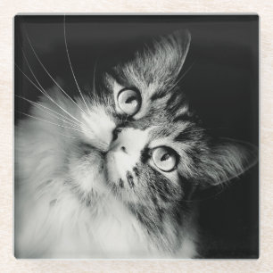 Inquisitive Cat Expression Glass Coaster