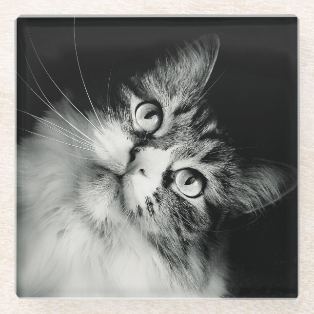 Inquisitive Cat Expression Glass Coaster (Front)