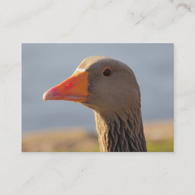 Inquisitive Greylag Goose Business Card (Front)