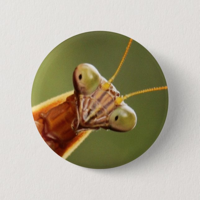 Inquisitive Mantis 6 Cm Round Badge (Front)