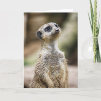InquisitiveMeerkat Card