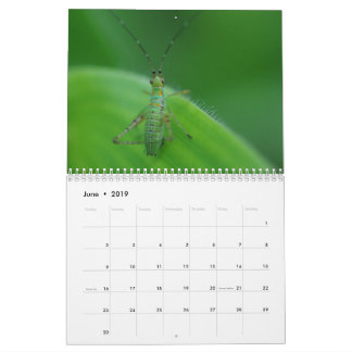 Insect Fascination Calendar