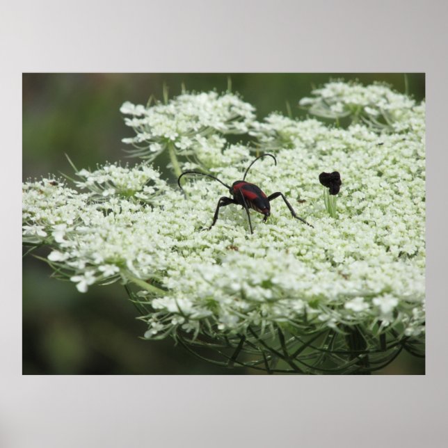Insect on Elderflower Poster (Front)