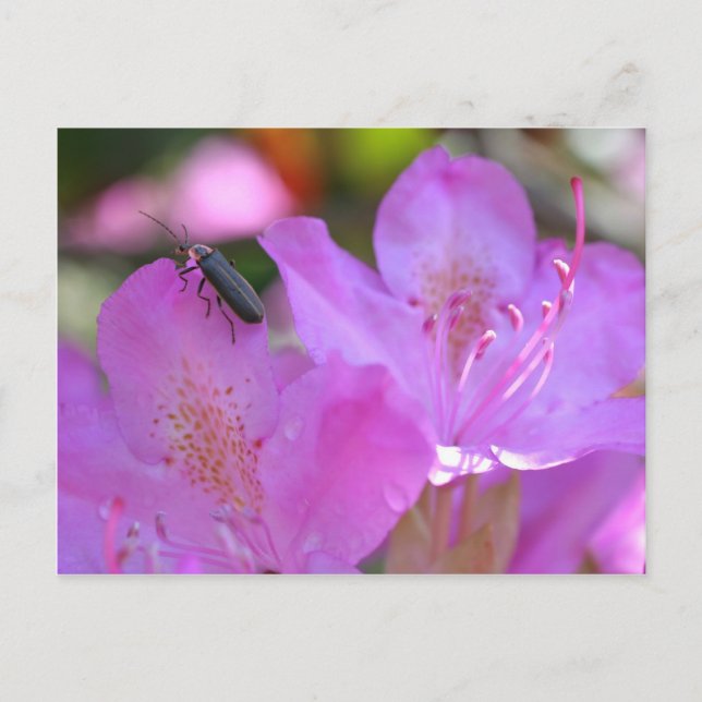 Insect On Pink Azaleas Flower Postcard (Front)