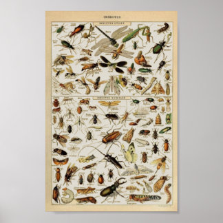 Insectes vintage educational poster