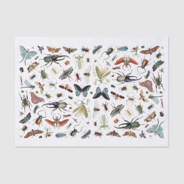 Insects and Butterflies Vintage Book Illustration Tissue Paper (Front)