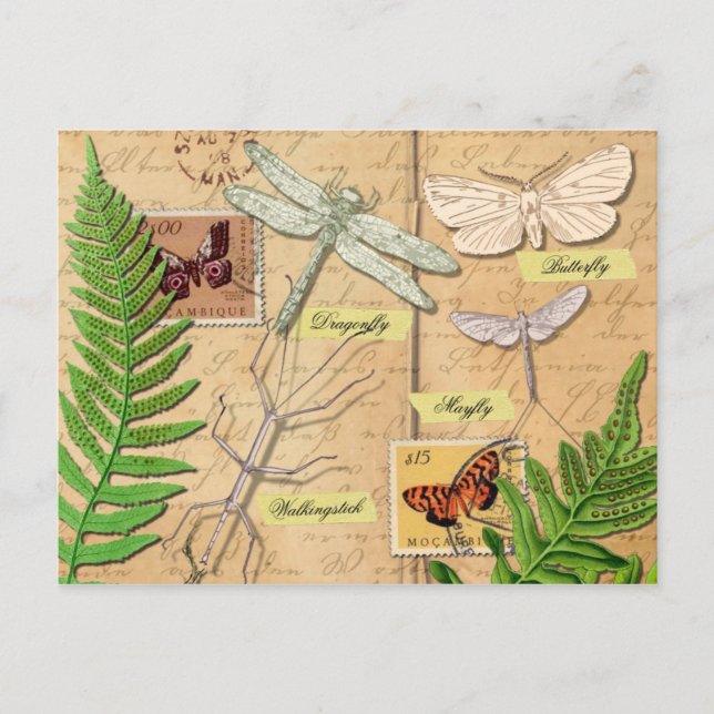 Insects and the common polypody fern postcard (Front)