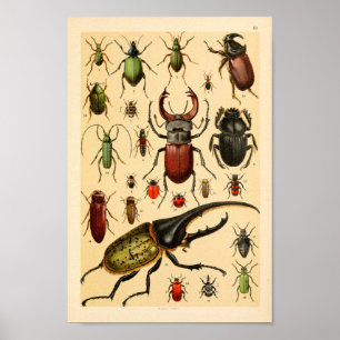 Insects Beetles Collection Art Print